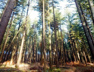 waldlauf-laufsport